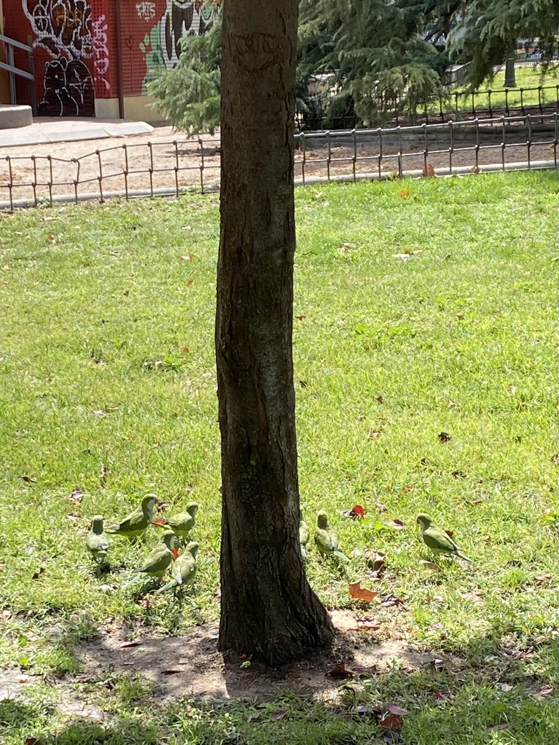 Group of very vocal green parrots in the park